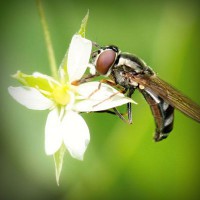 /album/creasmalcurdbunda/photolia-a02-jpg/