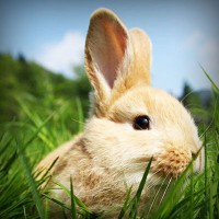 /album/creasmalcurdbunda/photolia-a03-jpg/