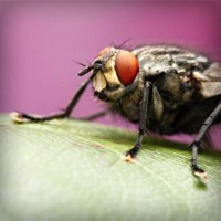 /album/creasmalcurdbunda/photolia-a08-jpg/